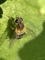 Helophilus eristaloidea