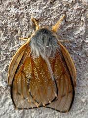 Heliconisa pagenstecheri
