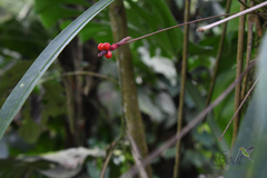 Anthurium gracile