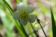 Mononeuria nuttallii