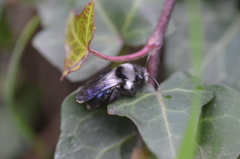 Andrena danuvia