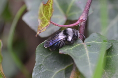 Andrena danuvia