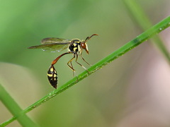Stenogastrinae