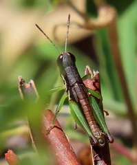 Methiolopsis geniculata