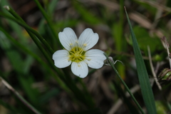 Mononeuria nuttallii