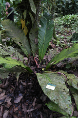 Anthurium combeimense