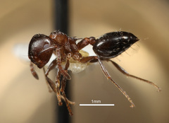 Crematogaster coarctata