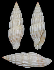 Vexillum obeliscus
