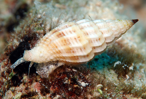 Vexillum obeliscus observed 2009-10-17