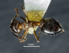 Crematogaster coarctata