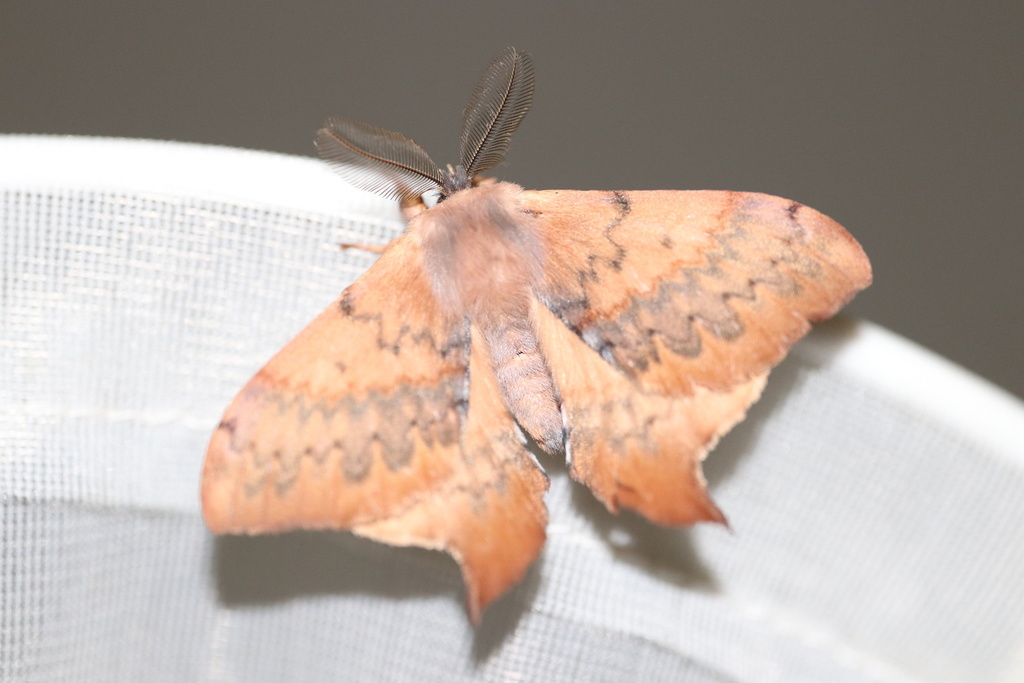 Andean moon moth