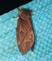 Pseudodirphia herbuloti