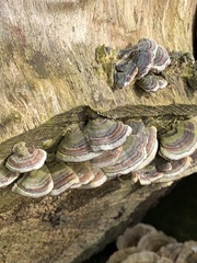 Trametes versicolor