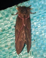 Pseudodirphia herbuloti