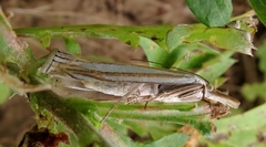 Crambus laqueatellus