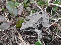 Rana pseudodalmatina