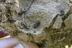 Crematogaster coarctata