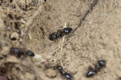 Crematogaster coarctata