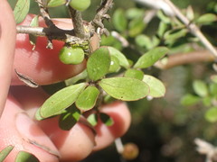Coprosma ciliata