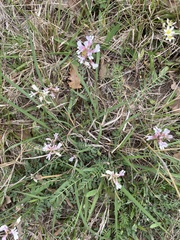 Astragalus distortus