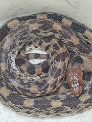 Pituophis deppei