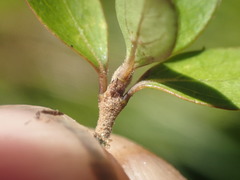 Coprosma ciliata