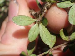 Coprosma ciliata
