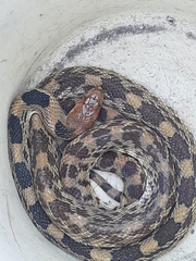 Pituophis deppei