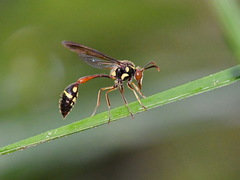 Stenogastrinae