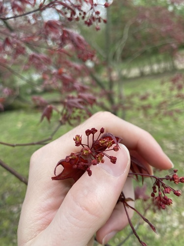Japanese Maple