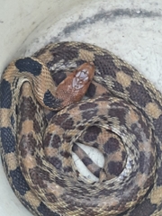 Pituophis deppei