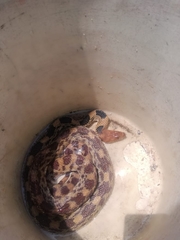 Pituophis deppei