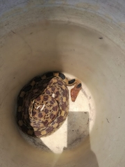 Pituophis deppei