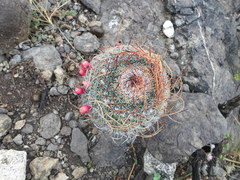 Mammillaria mystax
