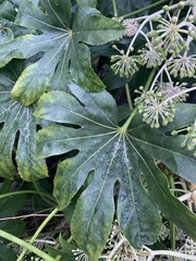 Fatsia