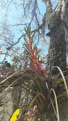 Tillandsia calothyrsus