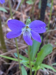 Viola septemloba