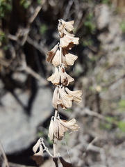 Salvia pinguifolia
