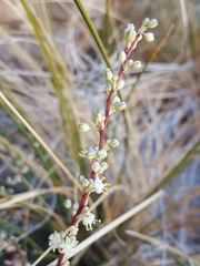 Nolina microcarpa