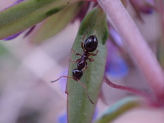 Formica neogagates