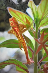 Columnea schiedeana