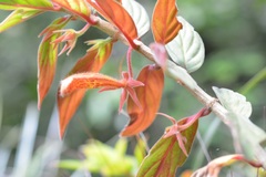 Columnea schiedeana