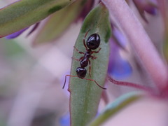 Formica neogagates