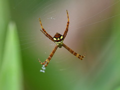 Argiope intricata