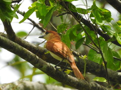 Pachyramphus rufus