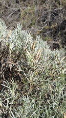 Anarthrophyllum elegans