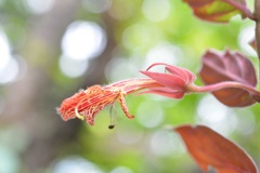 Columnea schiedeana