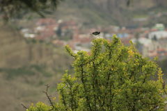 Catamenia analis