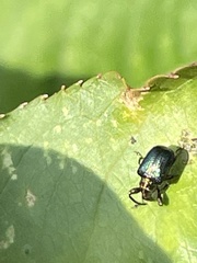 Euops splendidus