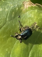 Euops splendidus